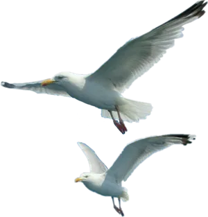 Soaring Seagullsin Flight PNG Image