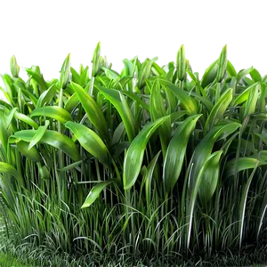 Soft Green Grass Texture Png Utv15 PNG Image