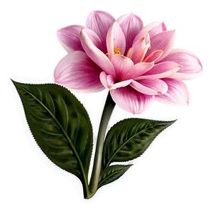 Soft Pink Flower Png 14 PNG Image