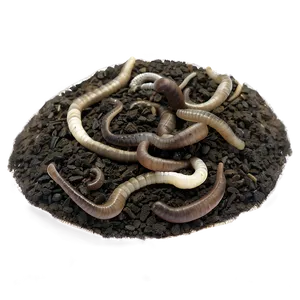 Soil Dwelling Worm Png Lmt PNG Image