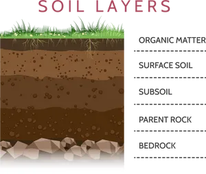 Soil_ Layers_ Educational_ Diagram PNG Image