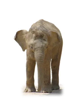 Solitary Elephant Black Background PNG Image