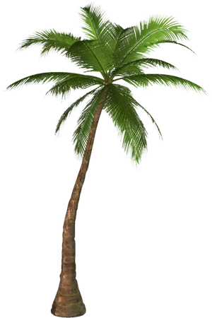 Solo Palm Tree Against Night Sky PNG Image