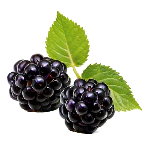 Sour Blackberry Fruit PNG 31 PNG