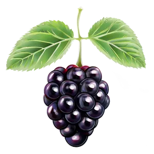 Sour Blackberry Fruit PNG Snr67 PNG