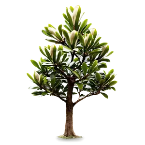 Southern Magnolia Tree Png Uye9 PNG Image