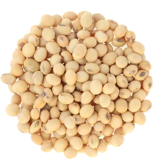 Soybean Cluster Top View PNG Image