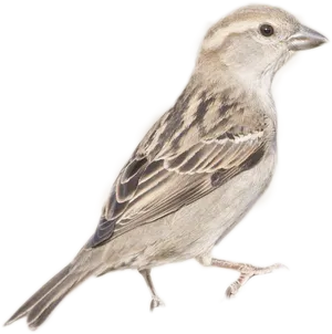 Sparrow Profile Image PNG Image