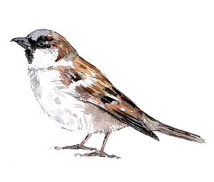 Sparrow Sketch Artwork PNG Image