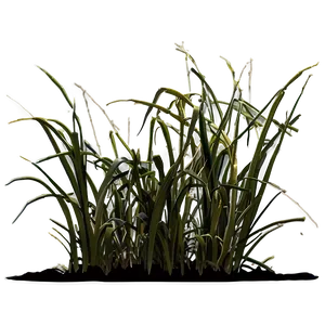 Sparse Dead Grass Png Ayw PNG Image