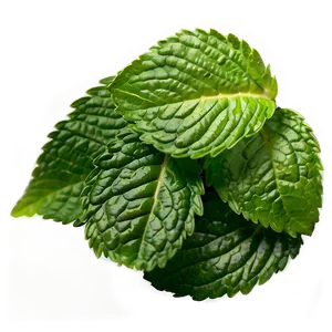 Spearmint Leaf Png 77 PNG Image