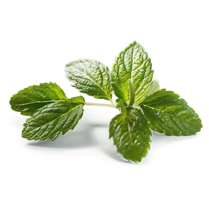 Spearmint Leaves Png Xja PNG Image