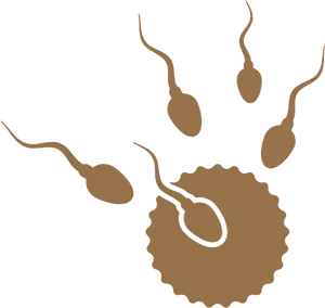 Sperm Approaching Ovum Illustration PNG Image