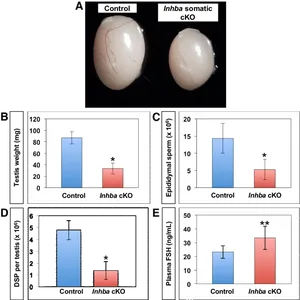 Sperm Development Research Data PNG Image