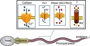 Sperm_ Ion_ Channels_and_ Structure PNG Image