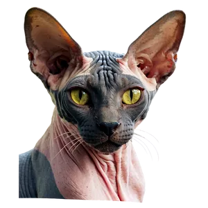 Sphynx Cat Png 79 PNG Image