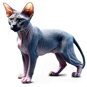 Sphynx Cat Png Qfb PNG Image