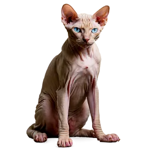 Sphynx Cat Sitting Pose Png 43 PNG Image