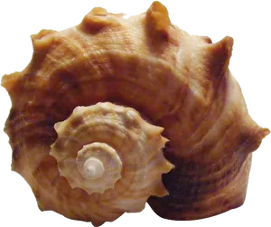 Spiral Conch Shell Isolated.png PNG Image