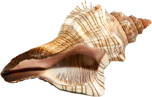 Spiral Conch Shell Isolated PNG Image