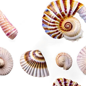 Spiral Sea Shells Png 06212024 PNG Image