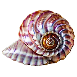 Spiral Sea Shells Png 85 PNG Image