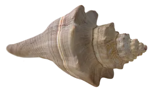 Spiral Seashell Isolatedon Black PNG Image