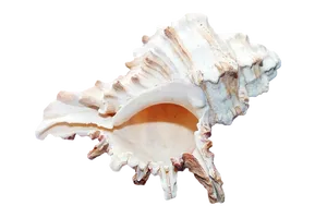 Spiral Shell Black Background PNG Image