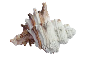 Spiral Shell Black Background PNG Image