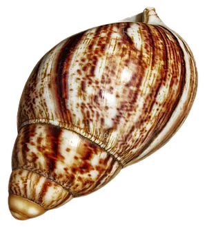 Spiraled Marine Shell PNG Image