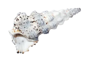 Spiraled Sea Shellon Black Background PNG
