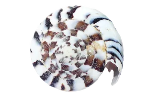 Spiraled Seashell Black White Pattern PNG Image