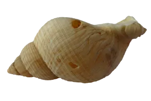 Spiraled Seashellon Black Background PNG