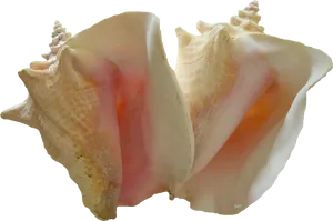 Split Conch Shell Transparent Background PNG Image