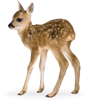 Spotted Fawn Standing Transparent Background.png PNG Image