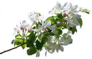 Spring Apple Blossom Branch PNG Image