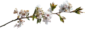 Spring Blossom Branch.png PNG Image