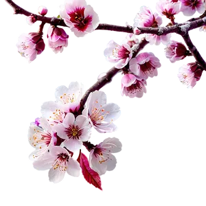 Spring Blossom Png Bwj93 PNG Image