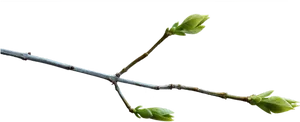 Spring Bud Growthon Branch.png PNG Image