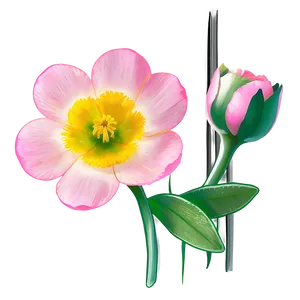 Spring Buttercup Png 29 PNG Image