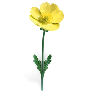 Spring Buttercup Png 41 PNG Image