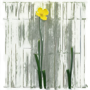 Spring Buttercup Png Kco61 PNG Image