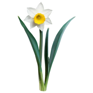 Spring Daffodil Bloom Png Brp58 PNG Image