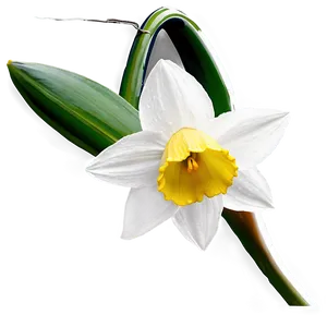 Spring Daffodil Bloom Png Teg83 PNG Image