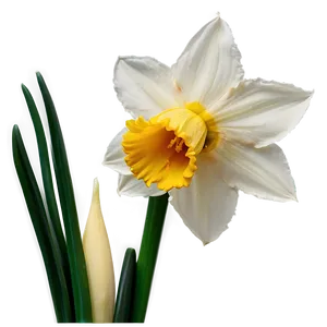 Spring Daffodil Bloom Png Xdt84 PNG Image