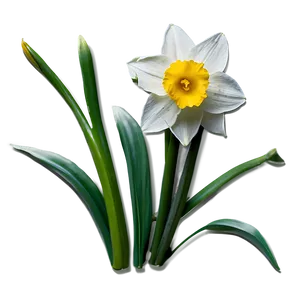 Spring Daffodil Bloom Png Ymi PNG Image