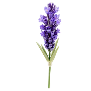 Spring Lavender Flower Png Hhn67 PNG Image