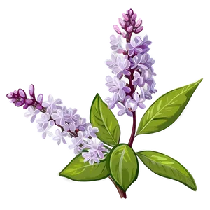 Spring Lilac Png 06122024 PNG Image