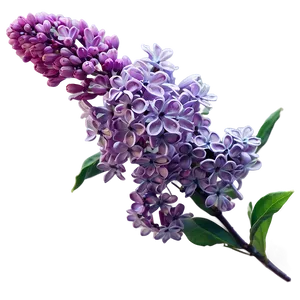 Spring Lilac Png 59 PNG Image