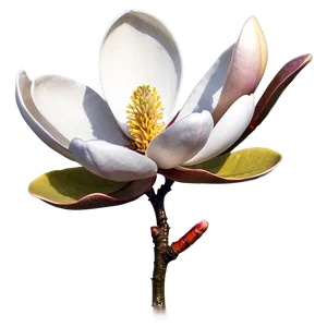 Spring Magnolia Flower Art Png Aex62 PNG Image